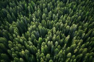 ai generiert Antenne Aussicht von dunkel Grün Wald mit neblig Wolken. das Reich natürlich Ökosystem von Regenwald Konzept von natürlich Wald Erhaltung und Wiederaufforstung. foto