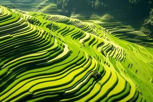 ai generiert oben Aussicht oder Antenne Schuss von frisch Grün und Gelb Reis Felder foto
