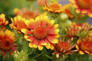 ai generiert Gaillardia oder Decke Blume. hell und bunt Schatten von warm Töne. ai generiert foto