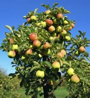 ai generiert ein schön Grün Apfel Baum. ai generiert foto