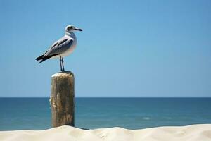 ai generiert Möwe auf das Strand unter Blau Himmel. foto