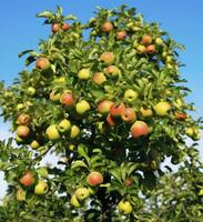 ai generiert ein schön Grün Apfel Baum. ai generiert foto