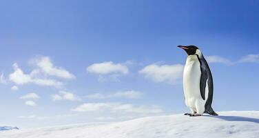 ai generiert Pinguin Stehen im Antarktis suchen in das Blau Himmel. ai generiert foto