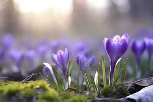 ai generiert Frühling lila Krokus Blume. ai generiert foto