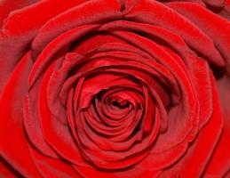 rote rose blume hintergrund foto