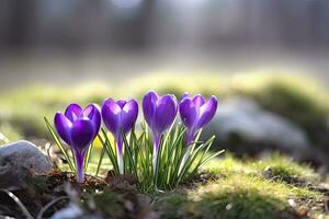 ai generiert Frühling lila Krokus Blume. ai generiert foto