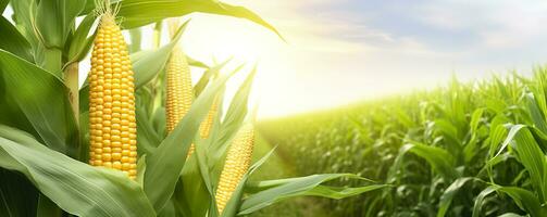 ai generiert Nahansicht Mais Kolben im Mais Plantage Feld. generativ ai foto