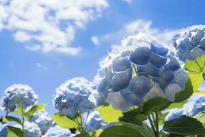 ai generiert Blau Französisch Hortensie unter Blau Himmel. ai generiert foto