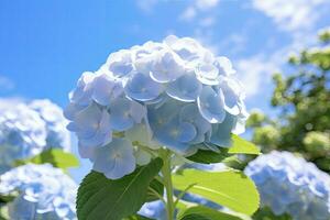 ai generiert Blau Französisch Hortensie unter Blau Himmel. ai generiert foto