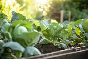 ai generiert frisch organisch Brüssel Sprossen wachsend im das Garten. wachsend besitzen Früchte, Gemüse. ai generiert foto