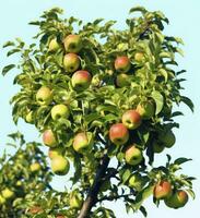 ai generiert ein schön Grün Apfel Baum. ai generiert foto