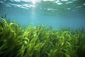 ai generiert unter Wasser Aussicht von ein Gruppe von Meeresboden mit Grün Seegras. ai generiert foto
