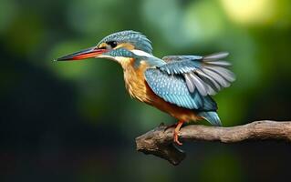 ai generiert das verbreitet Eisvogel Feuchtgebiete Vogel farbig Gefieder von anders Vögel. generativ ai foto