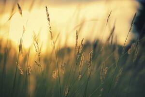 ai generiert wild Gras im das Wald beim Sonnenuntergang. abstrakt Sommer- Natur Hintergrund. generativ ai foto