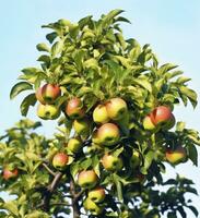 ai generiert ein schön Grün Apfel Baum. ai generiert foto