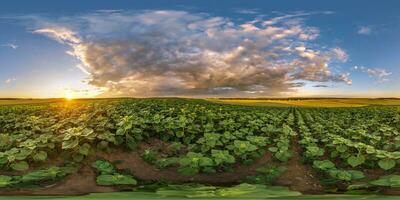 kugelförmig 360 hdri Panorama unter Landwirtschaft Feld von jung Grün Sonnenblume mit Wolken auf Abend Himmel Vor Sonnenuntergang im gleichwinklig nahtlos Projektion, wie Himmel Ersatz foto