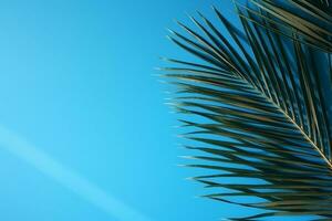 ai generiert geschwungen Palme Blatt und es ist Schatten einfarbig natürlich Hintergrund foto