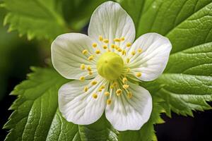 ai generiert Erdbeere Blume. ai generiert foto