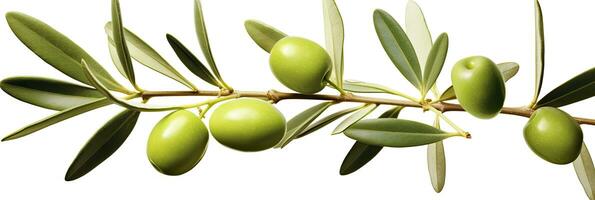 ai generiert Olive Baum Zweig, Grün Oliven und Blätter auf Weiß Hintergrund. ai generiert. foto