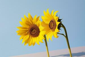 ai generiert zwei Sonnenblumen im das sonnig Ambiente. Licht Blau Hintergrund mit Schatten. generativ ai foto