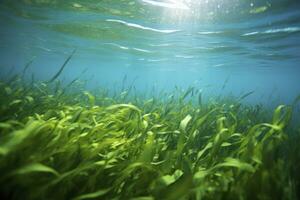 ai generiert unter Wasser Aussicht von ein Gruppe von Meeresboden mit Grün Seegras. ai generiert foto