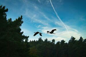 zwei Kräne fliegen Über Bäume im ein Wald. wandernd Vögel auf das Verdammt. Tier Foto