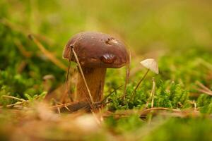 Kastanie, braune Kappe. Pilz auf dem Waldboden mit Moos und Tannennadeln foto