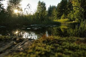 auf ein See im Schweden, mit Wasser Lilien und Schilf. im das Hintergrund Wälder foto