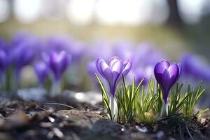 ai generiert Frühling lila Krokus Blume. ai generiert foto