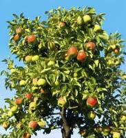 ai generiert ein schön Grün Apfel Baum. ai generiert foto