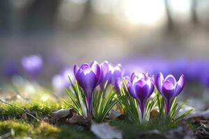 ai generiert Frühling lila Krokus Blume. ai generiert foto