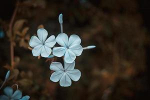 flores de plumbago auriculata foto