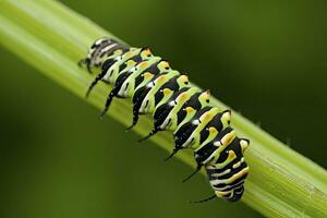 ai generiert Raupe Schwalbenschwanz Schmetterling. generiert ai. foto