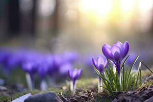 ai generiert Frühling lila Krokus Blume. ai generiert foto