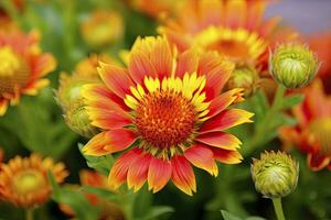 ai generiert Gaillardia oder Decke Blume. hell und bunt Schatten von warm Töne. ai generiert foto