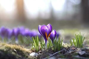 ai generiert Frühling lila Krokus Blume. ai generiert foto