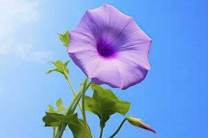ai generiert Morgen Ruhm Blume mit Blau Himmel. ai generiert. foto