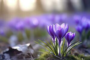 ai generiert Frühling lila Krokus Blume. ai generiert foto