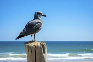 ai generiert Möwe auf das Strand unter Blau Himmel. foto