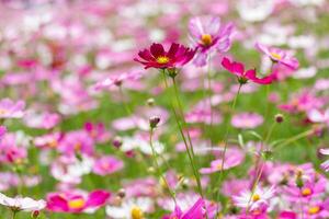 Kosmosblume im nahen hohen Garten foto