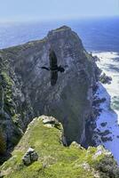 Kap Kormoran, Phalacrocorax Capensis, fliegend Über Kap Punkt, Kap von gut Hoffnung, Kap Stadt, Süd Afrika foto