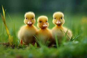 ai generiert drei Baby Enten Stehen im das Gras foto