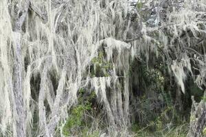 alt Herren Bart Flechte, Asnoe Barbata, wachsend auf ein Baum, Patagonien National Park, Chacabuco Senke in der Nähe von Cochrane, aysen Region, Patagonien, Chile foto