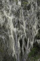 alt Männer Bart Flechte, Asnoe Barbata, wachsend auf ein Baum, Patagonien National Park, Chacabuco Senke in der Nähe von Cochrane, aysen Region, Patagonien, Chile foto