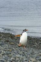 Gentoo Pinguin, Pygoscelis Papua, auf ein geschottert Strand, Glück Bucht, Süd Georgia, Süd Georgia und das Sandwich Inseln, Antarktis foto