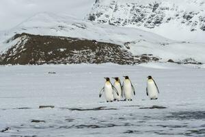 Gruppe von König Pinguin, Aptenodyten Patagonicus, Gehen auf Schnee bedeckt Salisbury schmucklos, Süd Georgia Insel, Antarktis foto