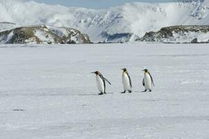 Gruppe von König Pinguin, Aptenodyten Patagonicus, Gehen auf Schnee bedeckt Salisbury schmucklos, Süd Georgia Insel, Antarktis foto