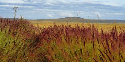 serra da canastra Landschaft mit melinis Miniflora Kräuter, Kapin Melao, minas Gerais, Brasilien foto