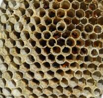 das Nest ist Espe, Polist. das Espe Nest beim das Ende von das Zucht Jahreszeit. Bestände von Honig im Waben. Espe Honig. Vespa foto