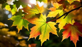 ai generiert schließen oben von bunt Herbst Blätter beleuchtet durch Sonnenlicht von hinter foto